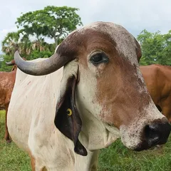 A2 Gir Cow Milk